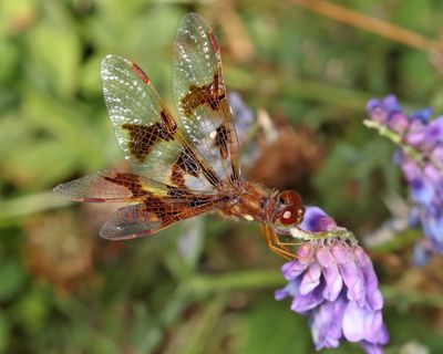 Eastern Amberwing - Perithemis tenera (female)