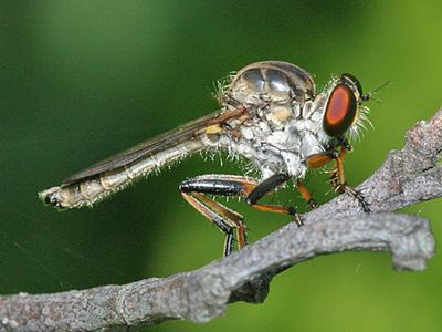 Ommatius tibialis