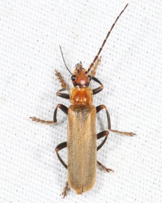 Cantharis rufa