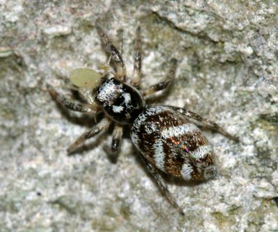 female Zebra Spider - Salticus scenicus