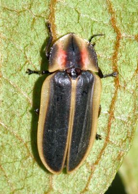 Pyractomena angulata