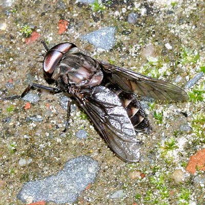 Tabanus superjumentarius (male)