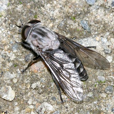 Tabanus superjumentarius (female)