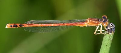 Eastern Red Damsel (Amphiagrion saucium)