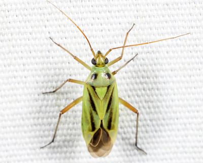 Stenotus binotatus