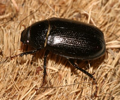 Diplotaxis subcostata