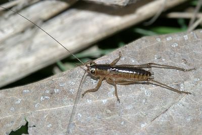 Long-tailed Meadow Katydid - Conocephalus attenuatus (nymph)