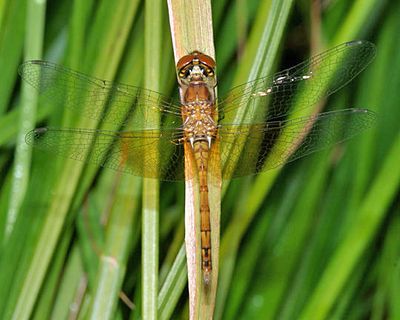 Band-winged Meadowhawk - Sympetrum semicinctum (female)