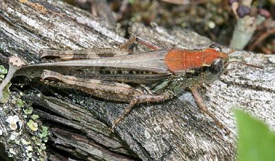 Melanoplus sanguinipes (female)