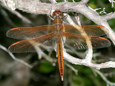 Golden-winged Skimmer - Libellula auripennis