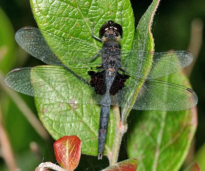 Martha's Pennant (Celithemis martha)