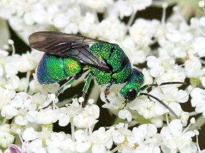 Holopyga ventralis