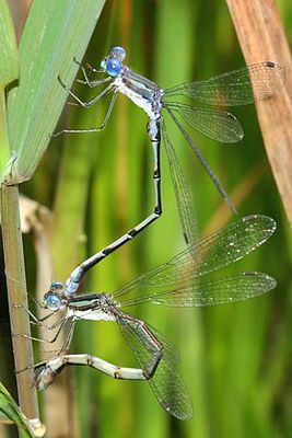 Lyre-tipped Spreadwings - Lestes unguiculatus