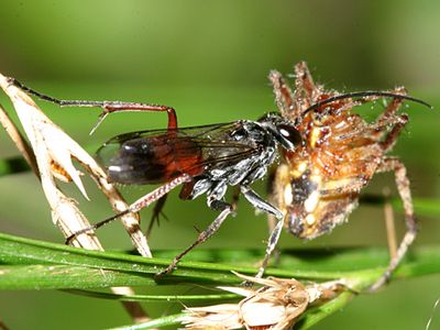 Calicurgus hyalinatus