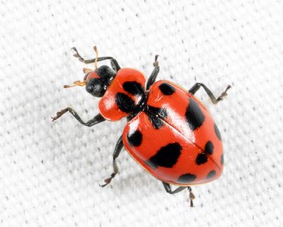 Spotted Lady beetle - Coleomegilla maculata