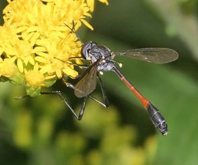 Systropus macer