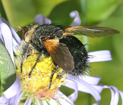 Tachina grossa L.?