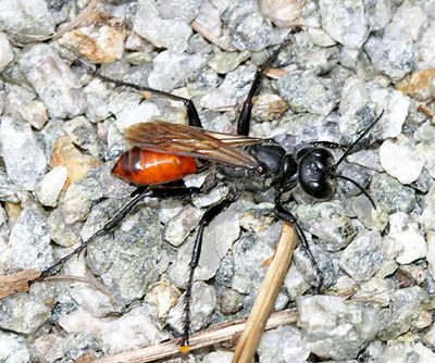 Prionyx parkeri