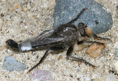 Efferia pogonias