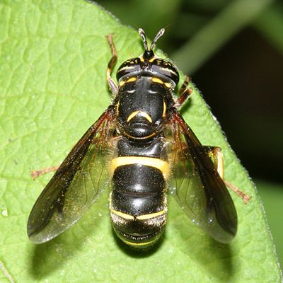 Spilomyia sayi