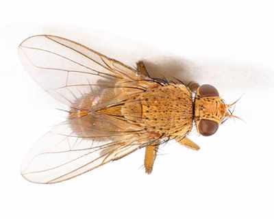 Ceromya palloris