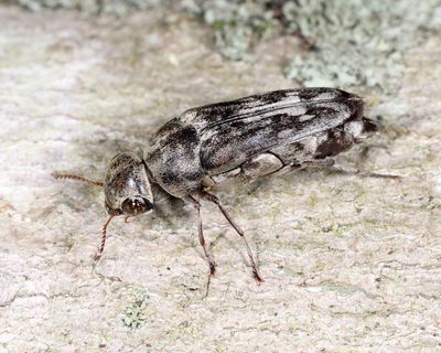 Yakuhananomia bidentata