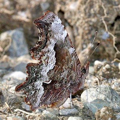 Hoary Comma - Polygonia gracilis
