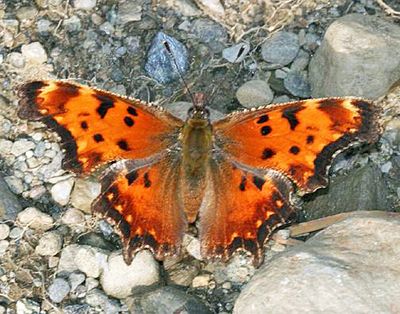 Hoary Comma - Polygonia gracilis