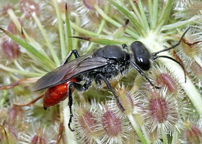 Astatinae Wasps