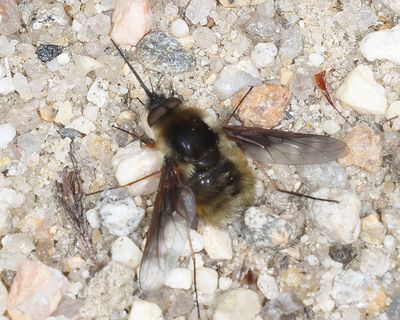 Bombylius mexicanus