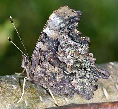 Green Comma - Polygonia faunus