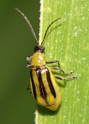 Western Corn Rootworm Beetle - Diabrotica virgifera