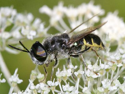 Stratiomys meigenii