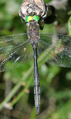 Williamson's Emerald - Somatochlora williamsoni