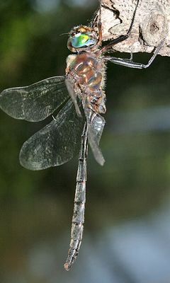 Williamson's Emerald - Somatochlora williamsoni