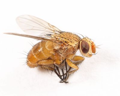 Ceromya palloris