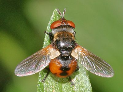 Gymnosoma sp.