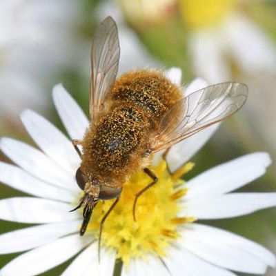 Aster Bee Fly - Sparnopolius confusus