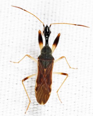 Myodocha serripes