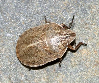 Eurygaster alternata