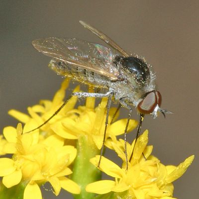 Geron sp.
