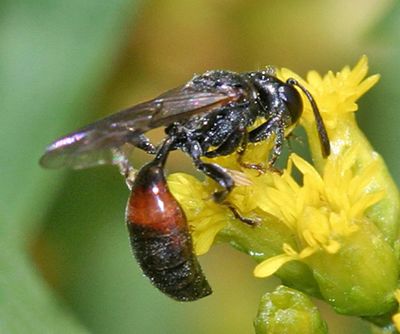 Aphid Wasp - Pemphredoninae