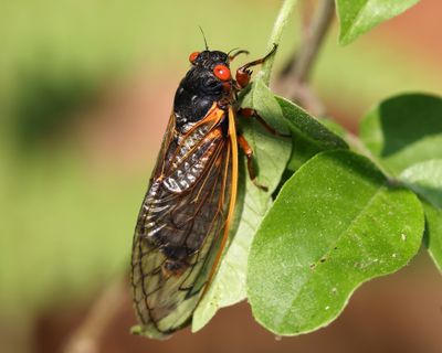 Cicadas - Cicadidae