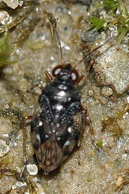 Micracanthia humilis
