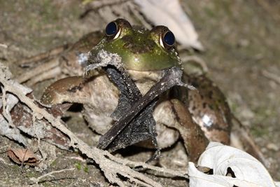 Bullfrog (Lithobates catesbeianus) eating a bat