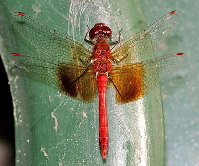 Band-winged Meadowhawk - Sympetrum semicinctum (male)