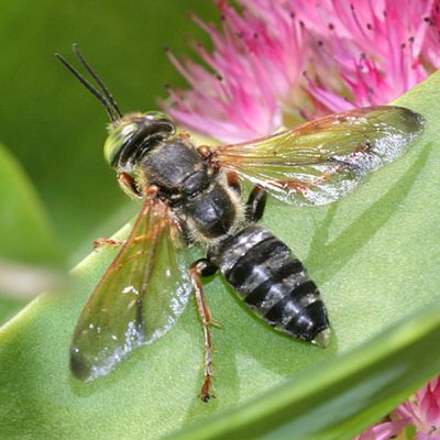 Tachytes distinctus