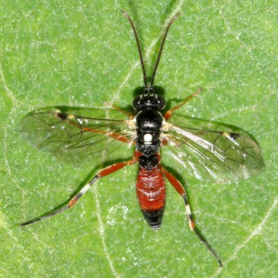 Diplazon laetatorius