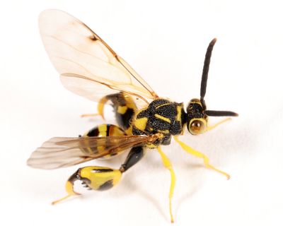 Conura nigricornis