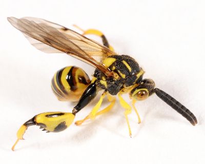 Conura nigricornis
